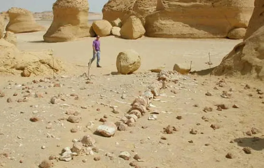 Tour to Whales Valley and Wadi El Rayan Waterfalls in El Fayoum from Cairo