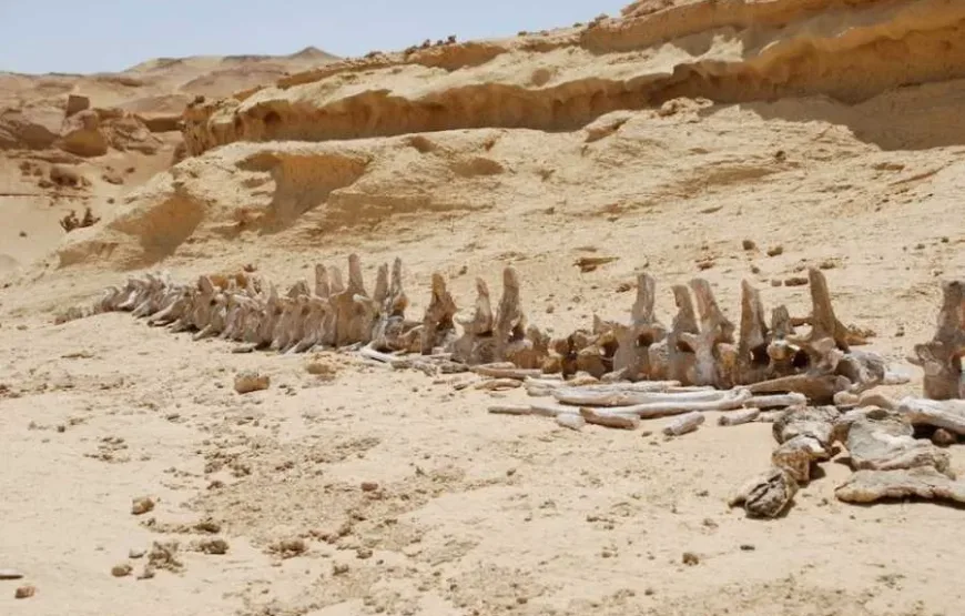 Tour to Whales Valley and Wadi El Rayan Waterfalls in El Fayoum from Cairo